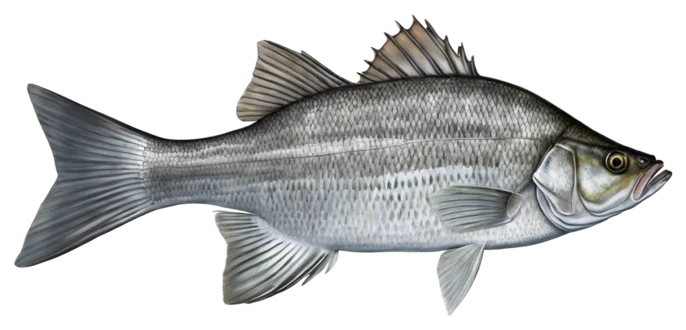 White Bass