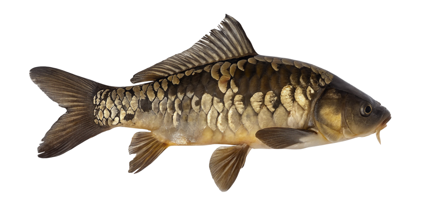 Mirror carp