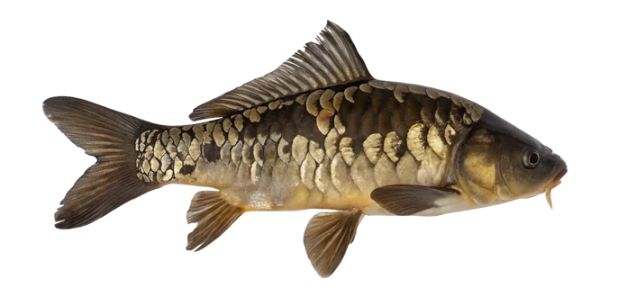 Mirror carp