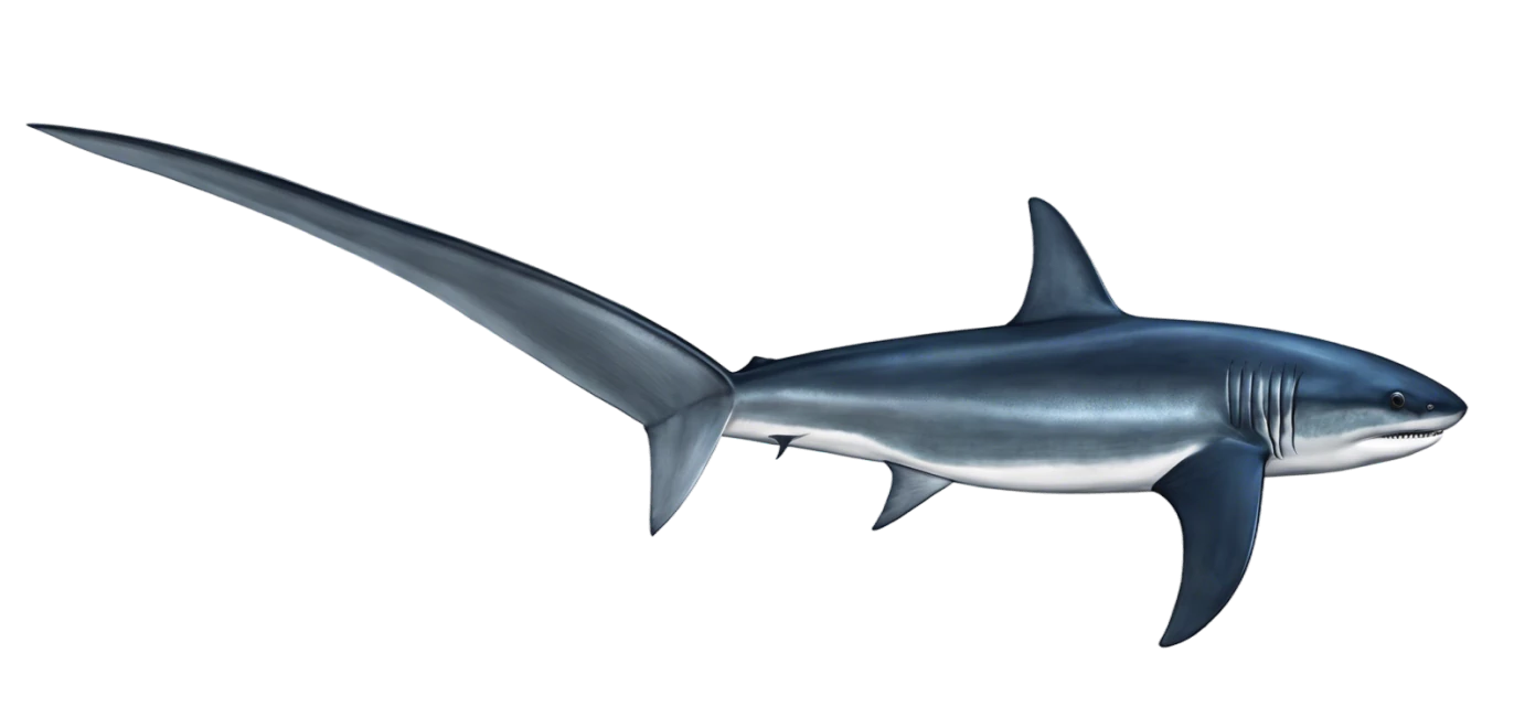 Thresher Shark