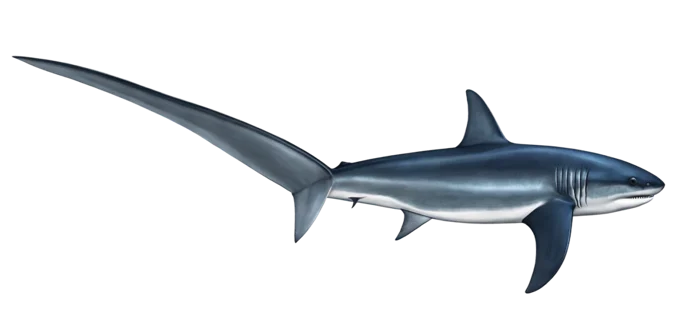 Thresher Shark