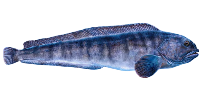 Atlantic Wolffish