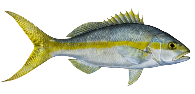 Yellowtail Snapper