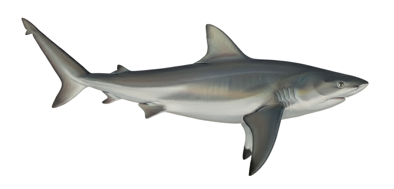 Bull shark