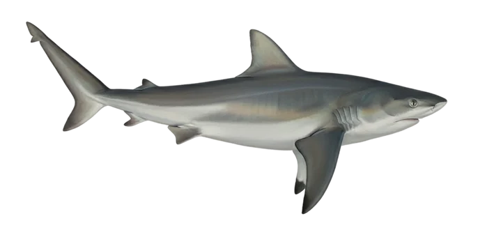 Bull shark