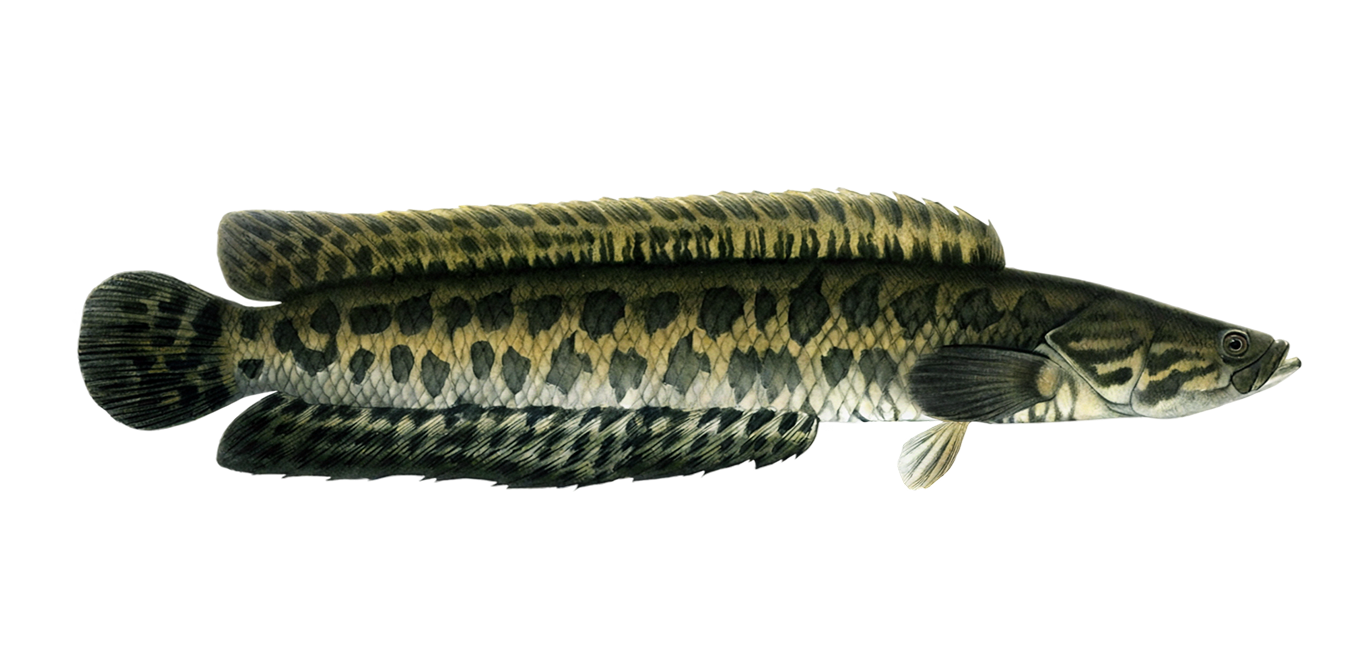 Northern snakehead