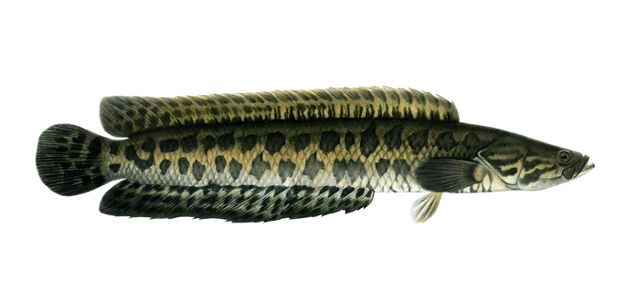 Northern snakehead