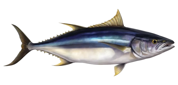 Albacore