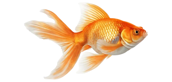 Goldfish