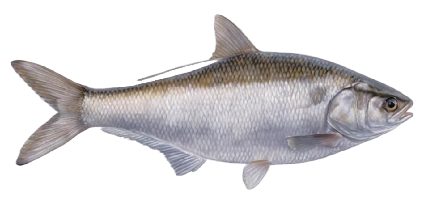 Gizzard Shad