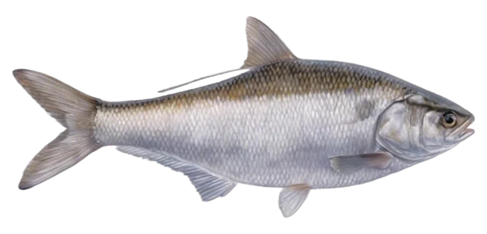 Gizzard Shad