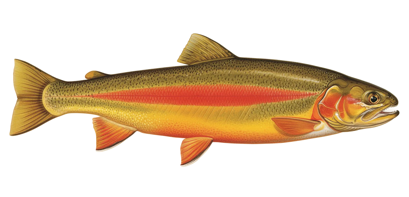 Golden rainbow trout