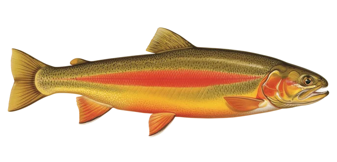 Golden rainbow trout