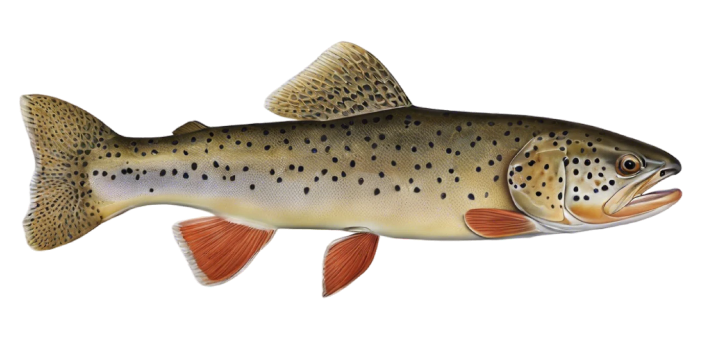 Apache Trout