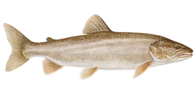 Lake Trout
