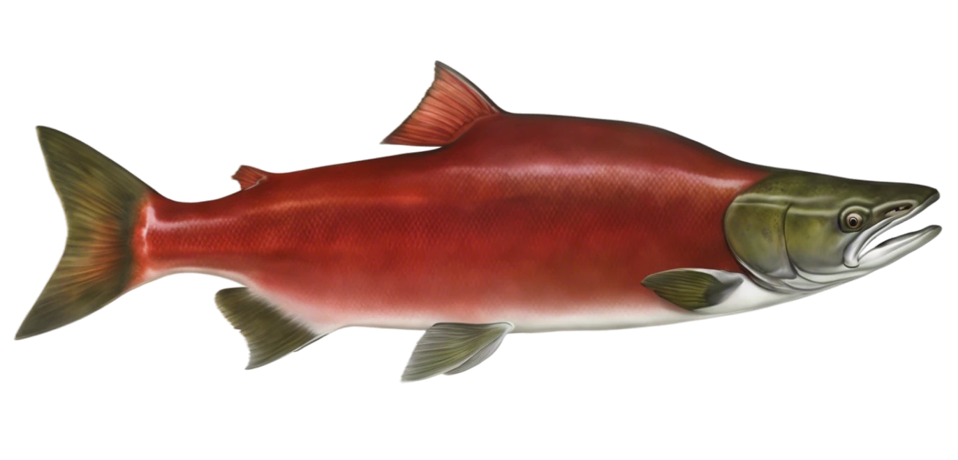 Red Salmon