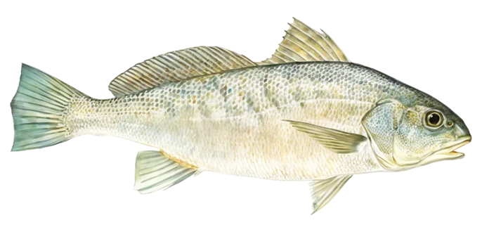 Atlantic Croaker