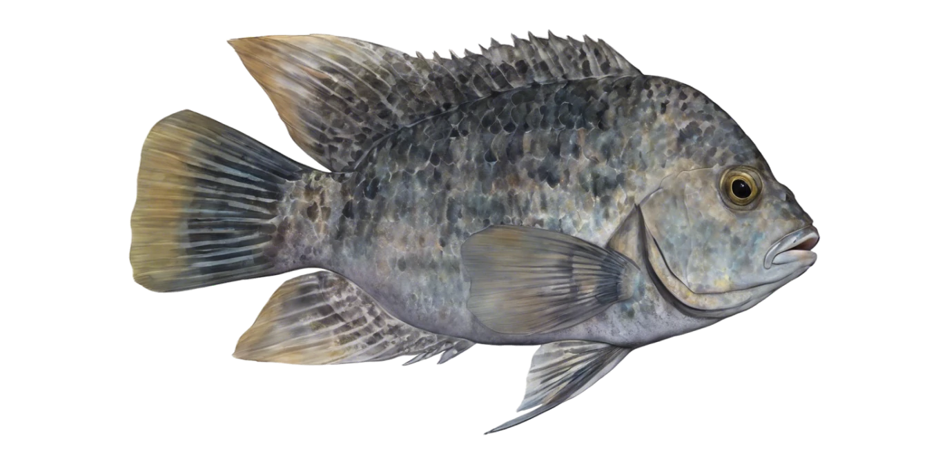 Rio Grande Cichlid