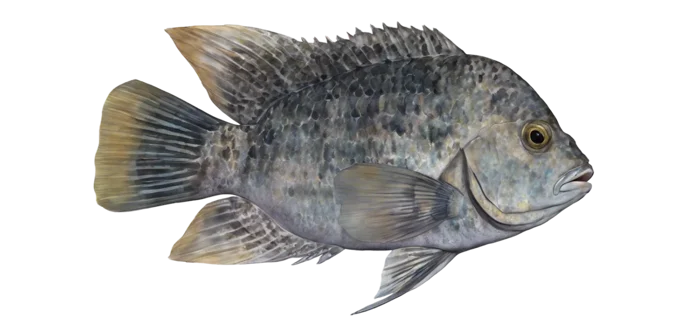 Rio Grande Cichlid