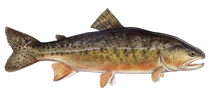 Tiger Trout