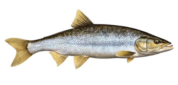 Northern Pikeminnow