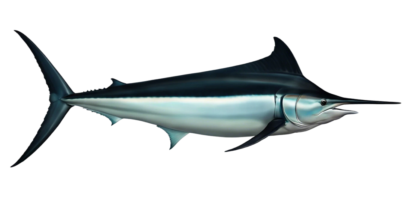 Black Marlin