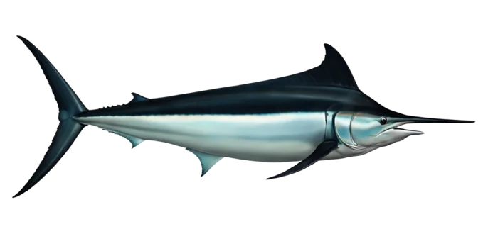 Black Marlin