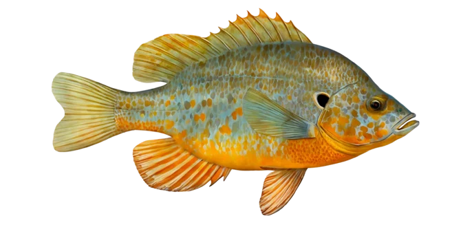 Orangespotted Sunfish