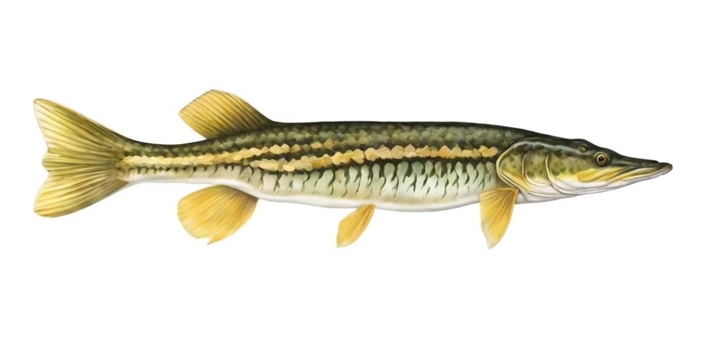 Chain Pickerel