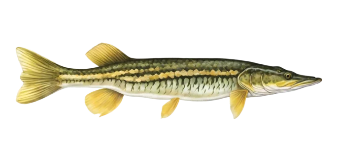 Chain Pickerel
