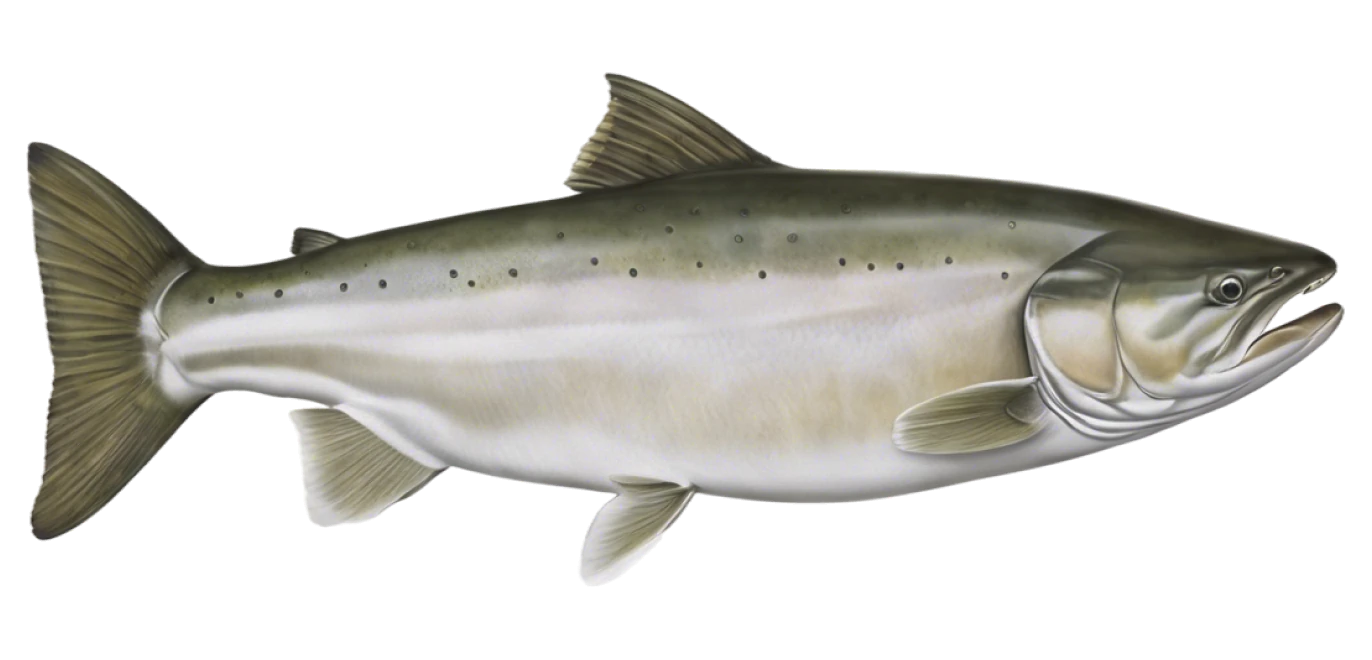 Chinook Salmon