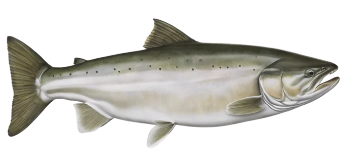Chinook Salmon