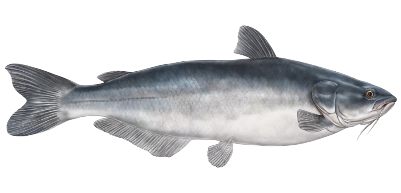 Blue Catfish