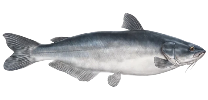 Blue Catfish