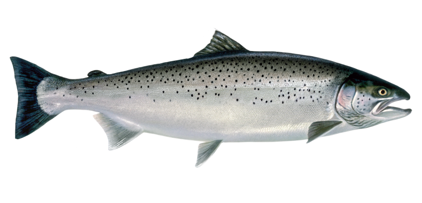 Lake-run brown trout