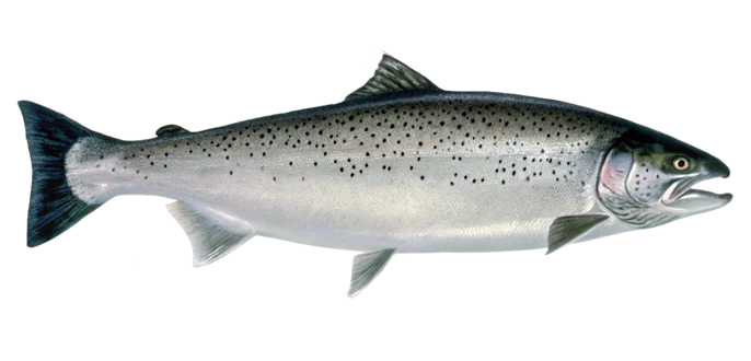 Lake-run brown trout