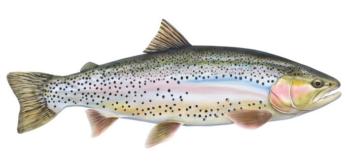 Cutbow Trout
