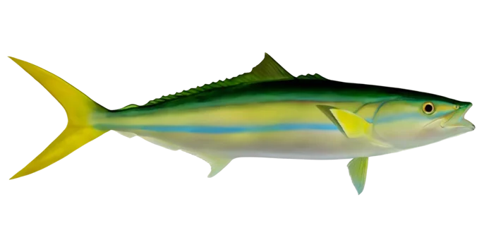Rainbow Runner