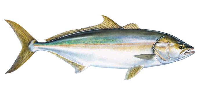 California Yellowtail