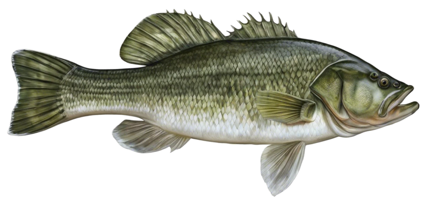 Largemouth Bass