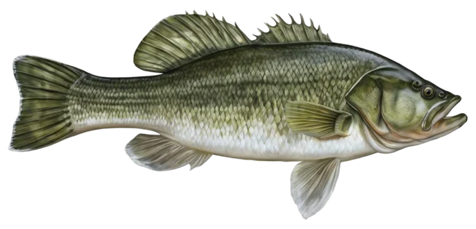 Largemouth Bass