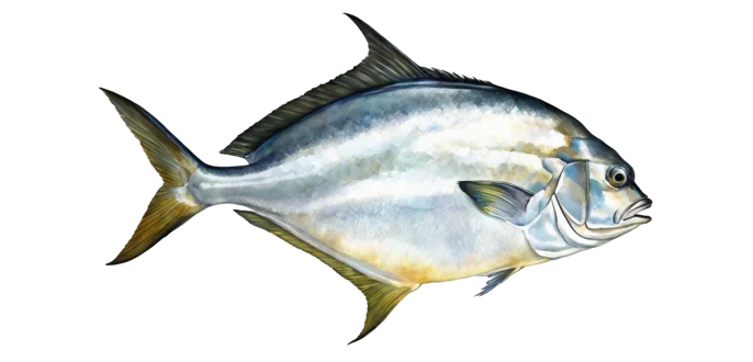 Florida Pompano