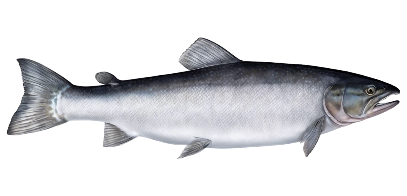 Atlantic Salmon