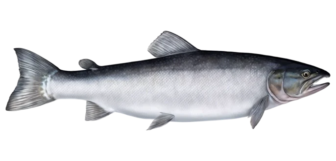 Atlantic Salmon