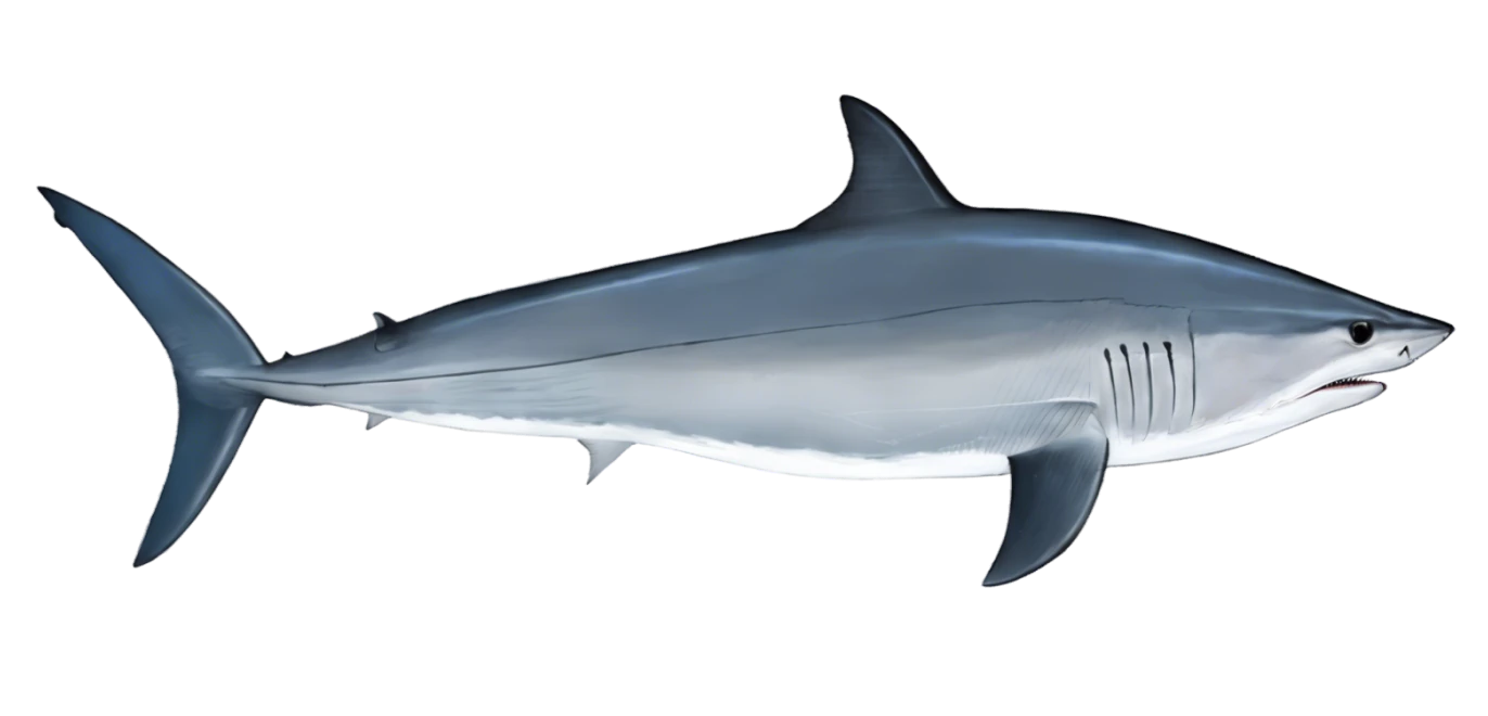 Mako Shark