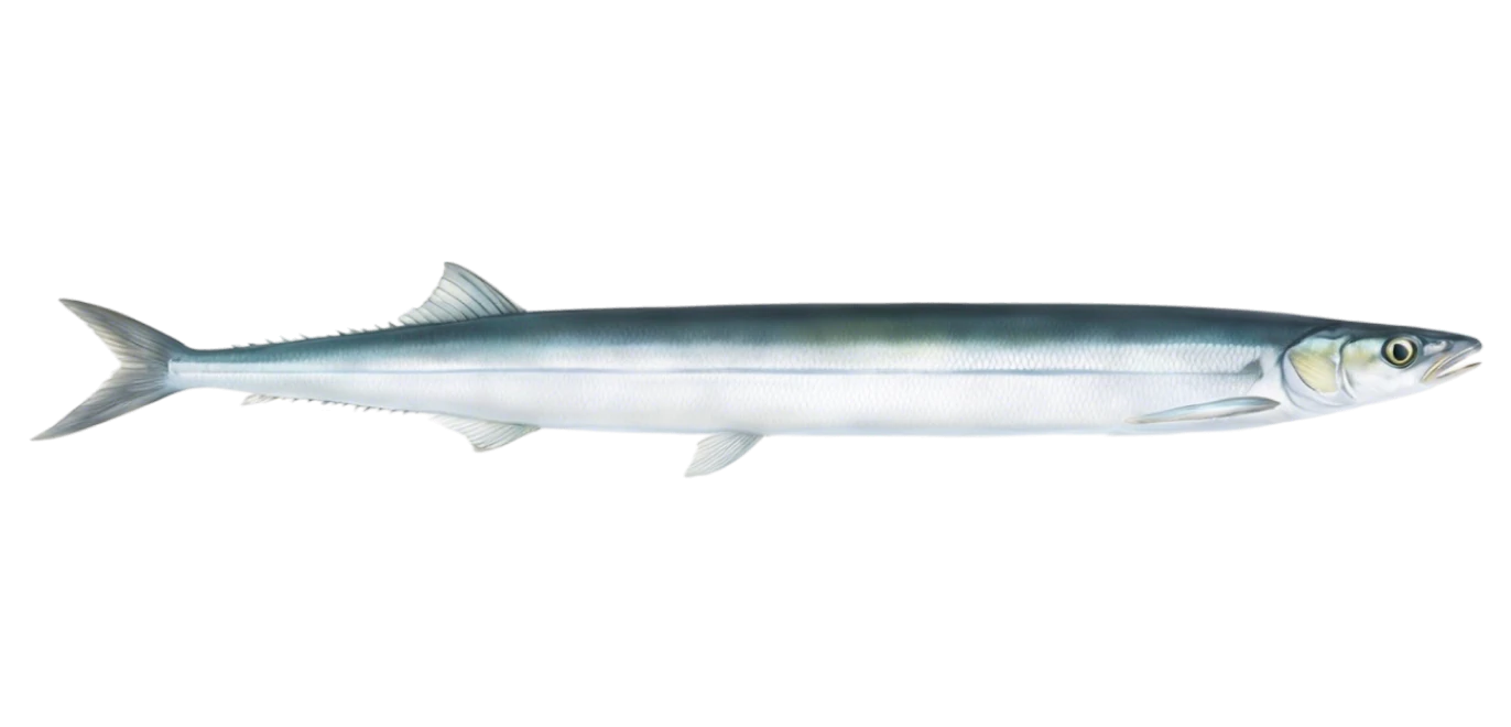 Pacific Saury