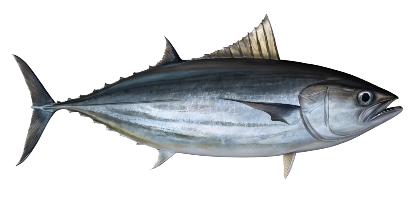 Skipjack Tuna