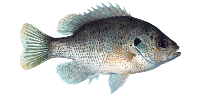 Spotted Sunfish