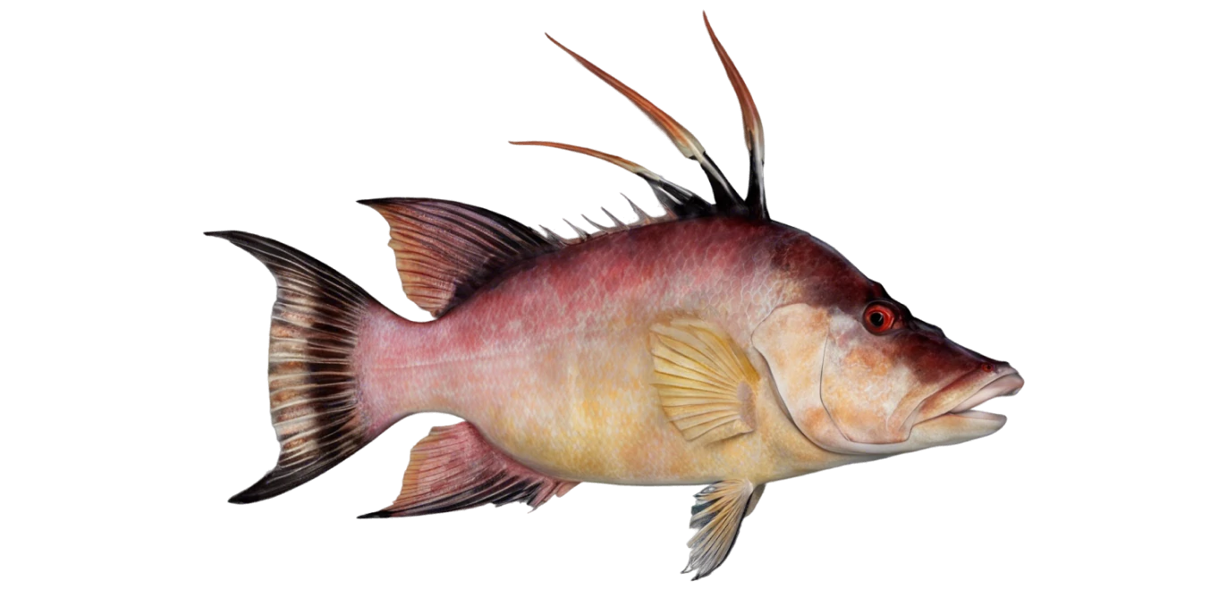 Hogfish