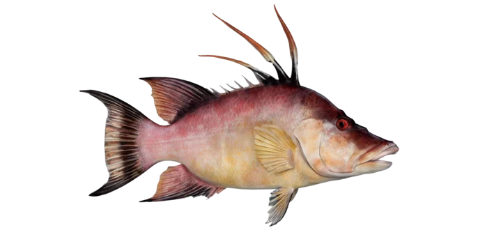 Hogfish